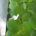 20130926 60ｃｍベランダ水槽のアマフロの花