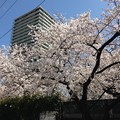 写真: 20140331 京阪香里園駅前の桜