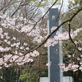 写真: 小田原市慰霊塔の桜 (8)