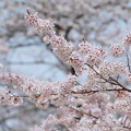 写真: 小田原市慰霊塔の桜 (9)