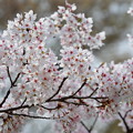 写真: 小田原市慰霊塔の桜 (14)