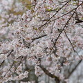 写真: 小田原市慰霊塔の桜 (16)