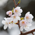 写真: 箱根宮城野　早川沿いの桜