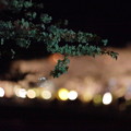 写真: 箱根宮城野ライトアップ桜並木 (4)