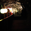 写真: 箱根宮城野ライトアップ桜並木 (10)