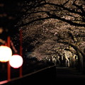 写真: 箱根宮城野ライトアップ桜並木 (11)