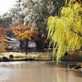 写真: 奈良公園から大仏池へ