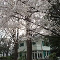 洋館と桜