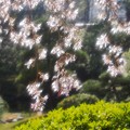 写真: 浅草寺・伝法院庭園