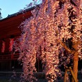写真: 夜桜見物