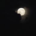 写真: 月のいとはなやかにさし出でたるに、