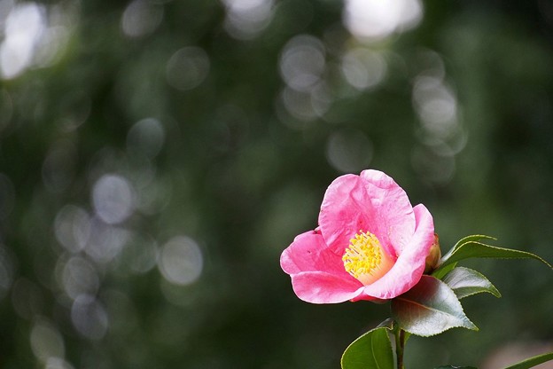写真: 椿咲く