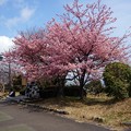 日本平_桜