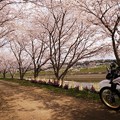 写真: 土手の桜トンネル