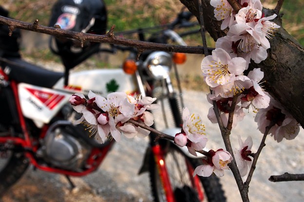 写真: 梅の花とイーハトーブ
