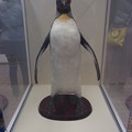 0323ペンギン水族館企画展02