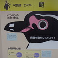 0323ペンギン水族館企画展11