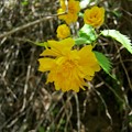 写真: ヤエヤマブキ（Kerria japonica (L.) DC. f. plena C.K.Schneid.）