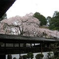 写真: 十輪寺の櫻