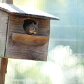 写真: Squirrel