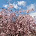 写真: 枝垂れ桜はキレイに残ってました。
