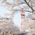 写真: 140402桜(1)