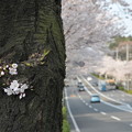 写真: 140402桜(3)