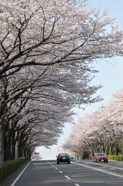 写真: 140402桜(5)