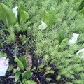 写真: 雨のお花見。まずは水芭蕉。...