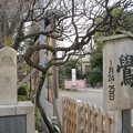 写真: 亀戸天神社の鷽