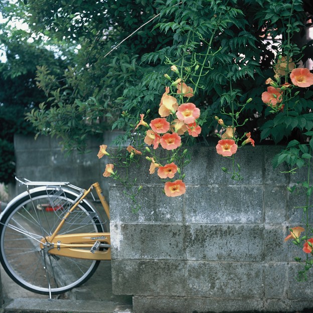 花と壁と自転車と