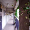 写真: 蔦のある廊下