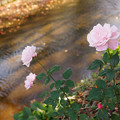写真: 用水路の薔薇