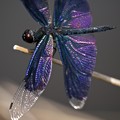 紫翅