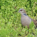 写真: 雑草を食べにきた雉鳩　　２