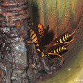 写真: セグロアシナガバチ