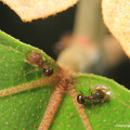 写真: アリの一種
