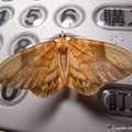 写真: yamanao999_insect2013_096