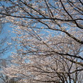 写真: 2014/03/31 02 桜