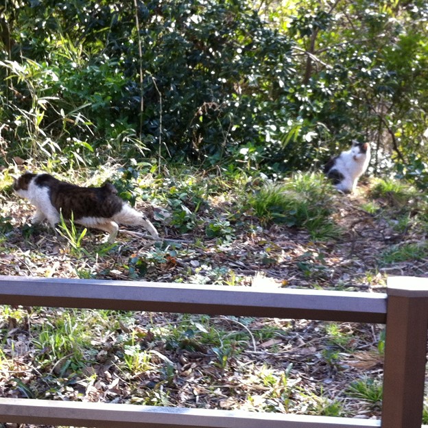 写真: 野島の猫