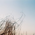 写真: 冬の枯れ草