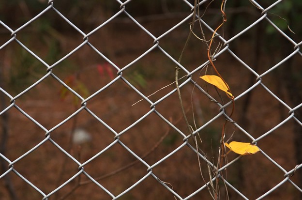 写真: フェンスと黄色い葉