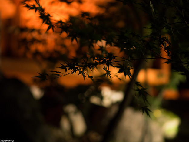 写真: 岡山後楽園　秋の夜間開園