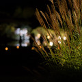写真: 岡山後楽園　秋の夜間開園