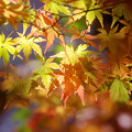 写真: 弘法山の紅葉　うららかな黄色