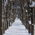 写真: 雪の並木道