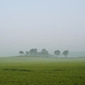 写真: 朝靄の麦畑
