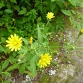 写真: 2012.07.29大山064黄色い花ですが