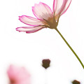 写真: コスモスの花が風に揺れる
