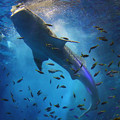 写真: 立泳ぎのジンベエザメ